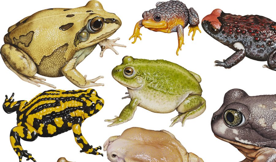 list of toad species