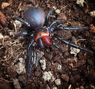 Forfatter tilfredshed silke Rare dual-coloured funnel-web spider - Australian Geographic