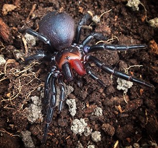 Funnel-web Spiders - The Australian Museum