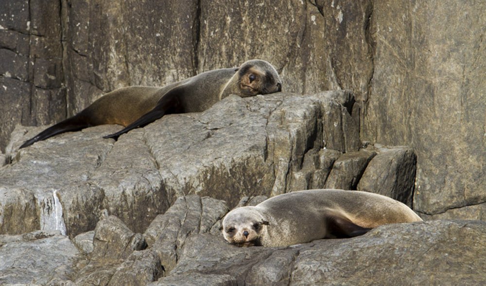 The 6 seals and sea lions that (sometimes) call Australia home - Australian  Geographic