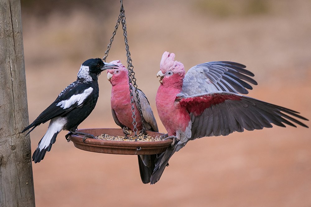 Feeding Birds: a Quick Guide to Seed Types