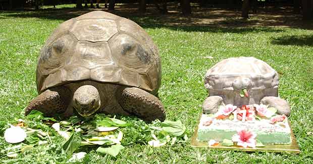On this day: World's oldest captive animal dies - Australian Geographic On this day: World's oldest captive animal dies - Australian Geographic