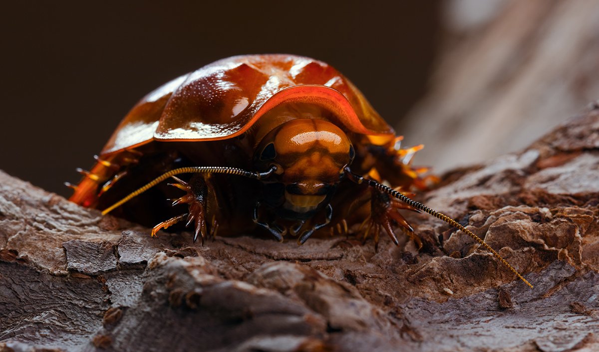 Australia's giant burrowing cockroaches actually hiss