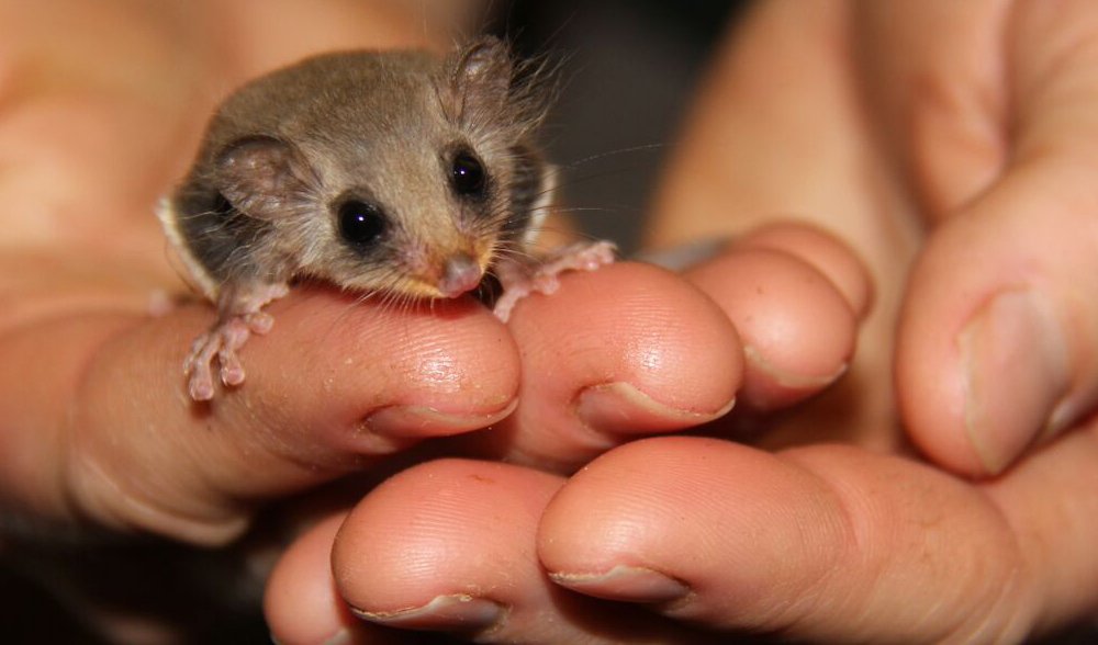 Gallery World's smallest gliders Australian Geographic