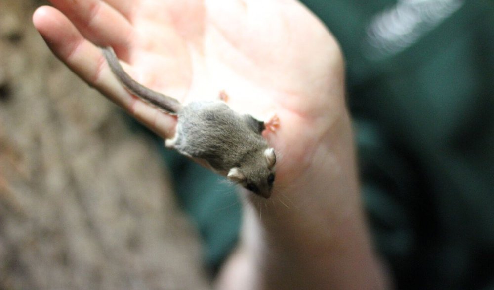 glider animal glider animal