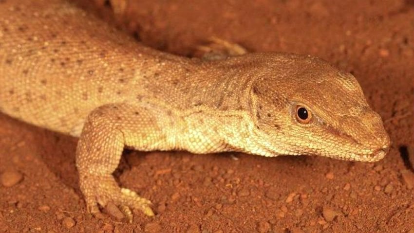 høg Udvej fiber Australian lizard the world's smallest monitor - Australian Geographic