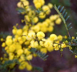 Australia S Wattles Threatened By Pests Australian Geographic