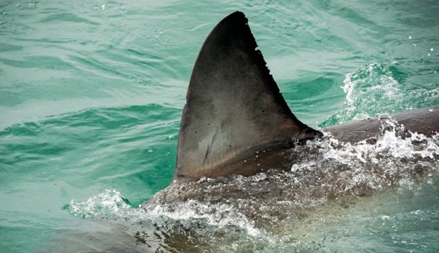 Shark cull planned for popular WA beaches - Australian Geographic