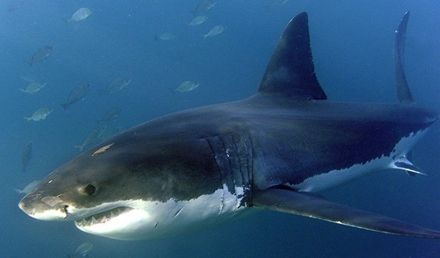 white shark Archives - Australian Geographic