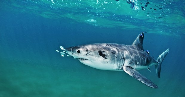 Great White Pupping Ground Discovered 