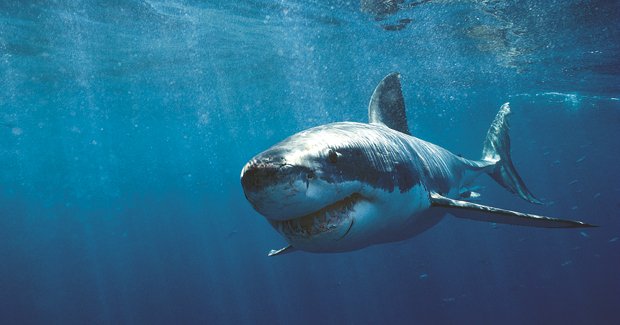 How to avoid a shark attack - Australian Geographic
