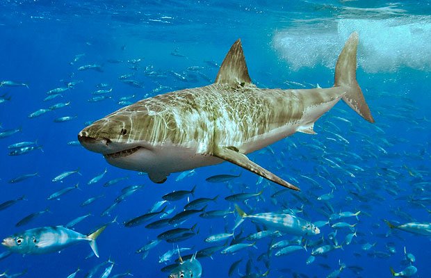 Are humans to blame for shark attacks? - Australian Geographic