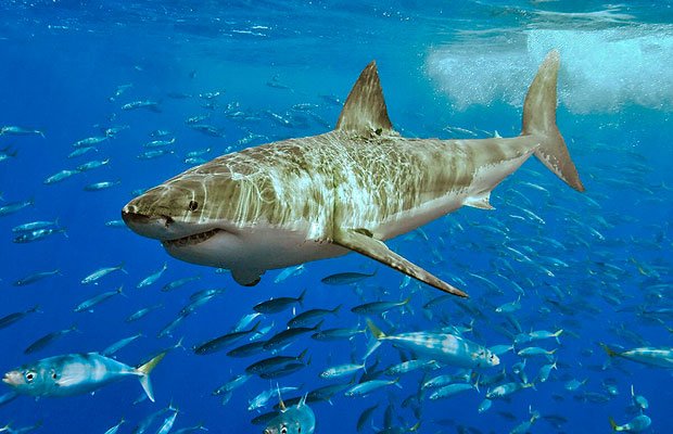 How to avoid a shark attack - Australian Geographic