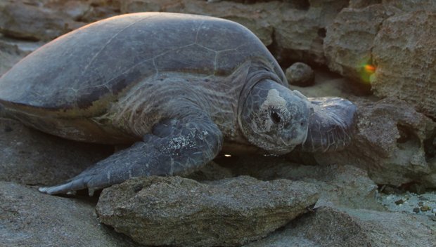 Turtles choose their egg-laying date - Australian Geographic Turtles choose their egg-laying date - Australian Geographic
