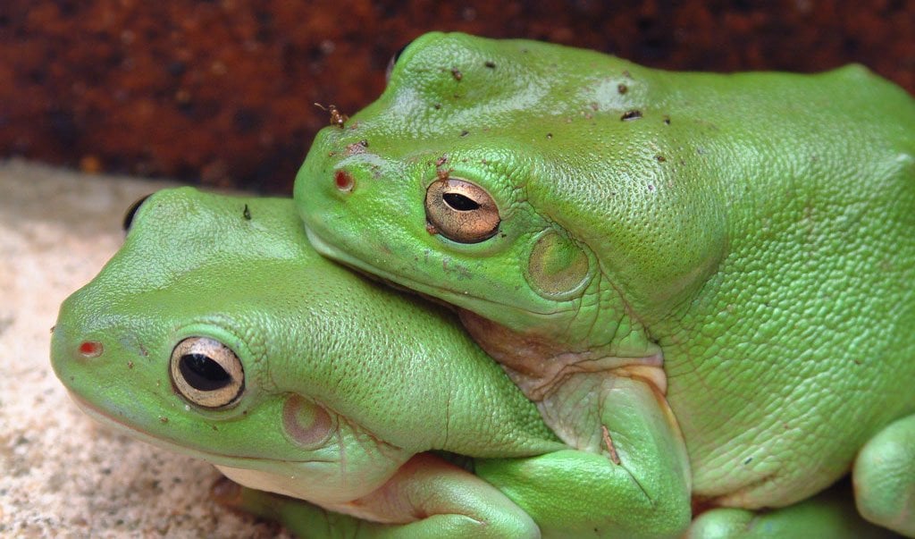 Explained The Weird World Of Frog Sex