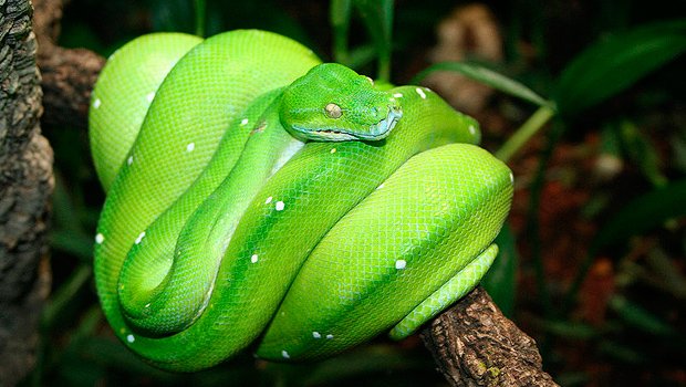 Australia S Wildlife Blackmarket Trade Australian Geographic