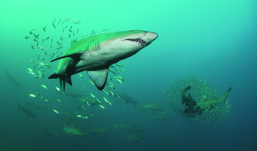 Grey nurse shark