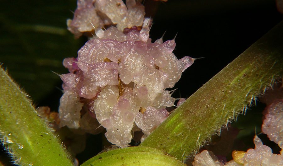 Gallery GympieGympie stings like "hot acid" Australian Geographic