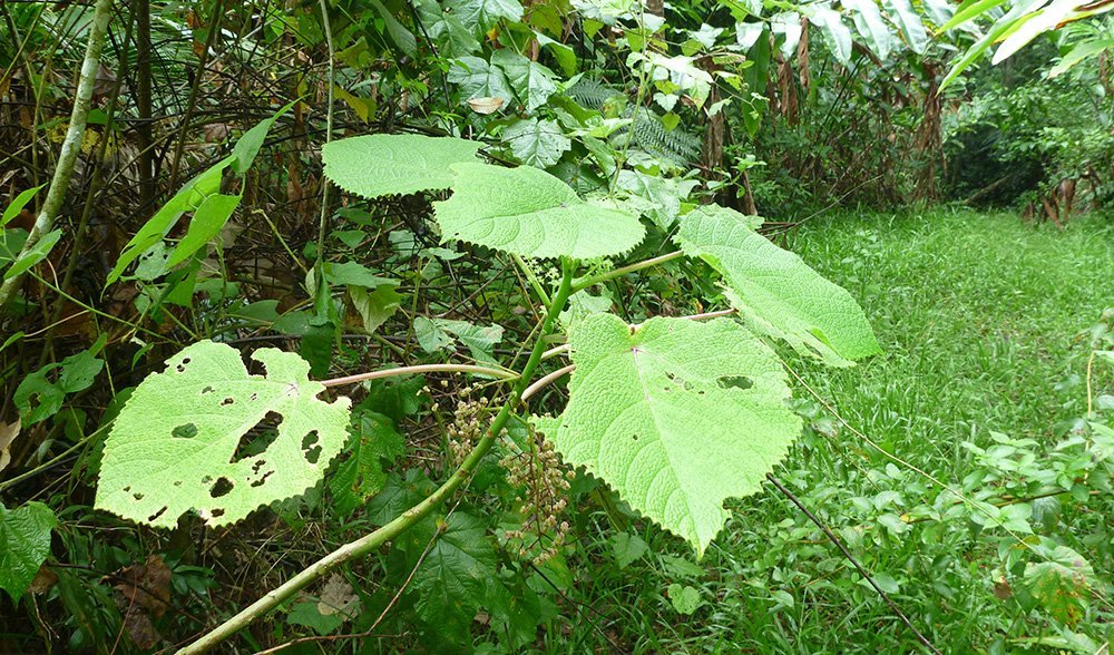 (Dendrocnide moroides) - Australian Geographic