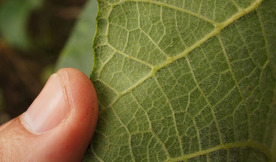 Factsheet GympieGympie (Dendrocnide moroides) Australian Geographic
