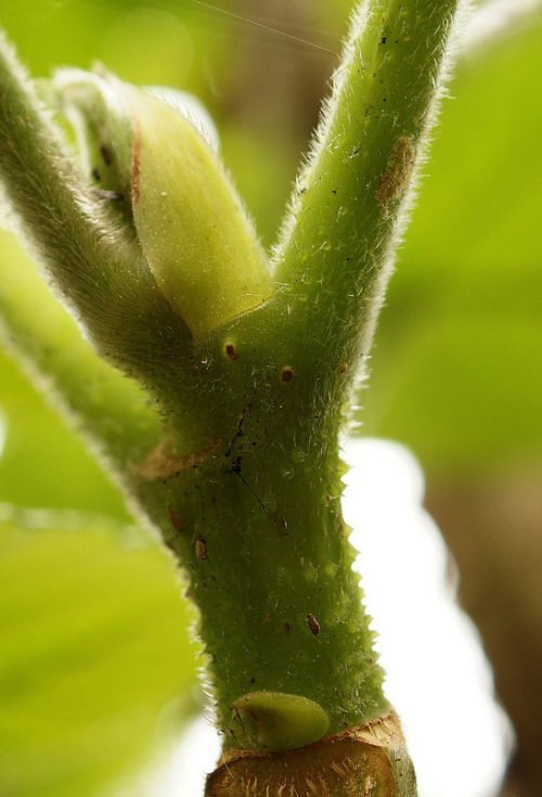 Gallery GympieGympie stings like "hot acid" Australian Geographic