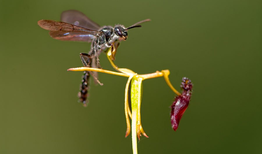 Deceptive Orchids Luring Wasps For Pollination Australian Geographic