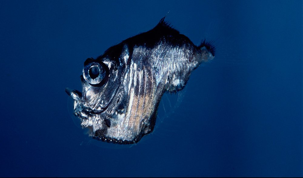 Deep-sea hatchetfish just trying its darndest to survive - Australian  Geographic