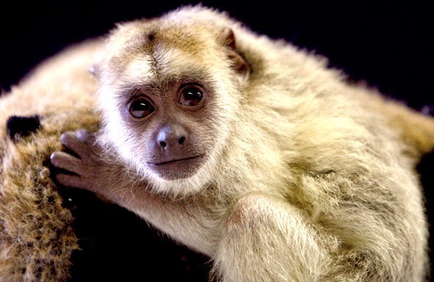 A howler monkey