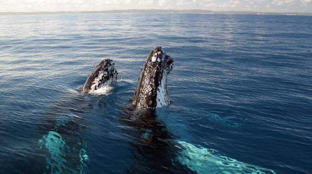 Top 10 Whale Watching Spots In Australia Australian Geographic