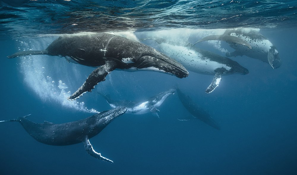 humpback_whale_mating.jpg