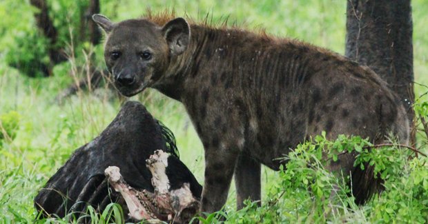 AG African safari bottom of the food chain Biology Diagrams