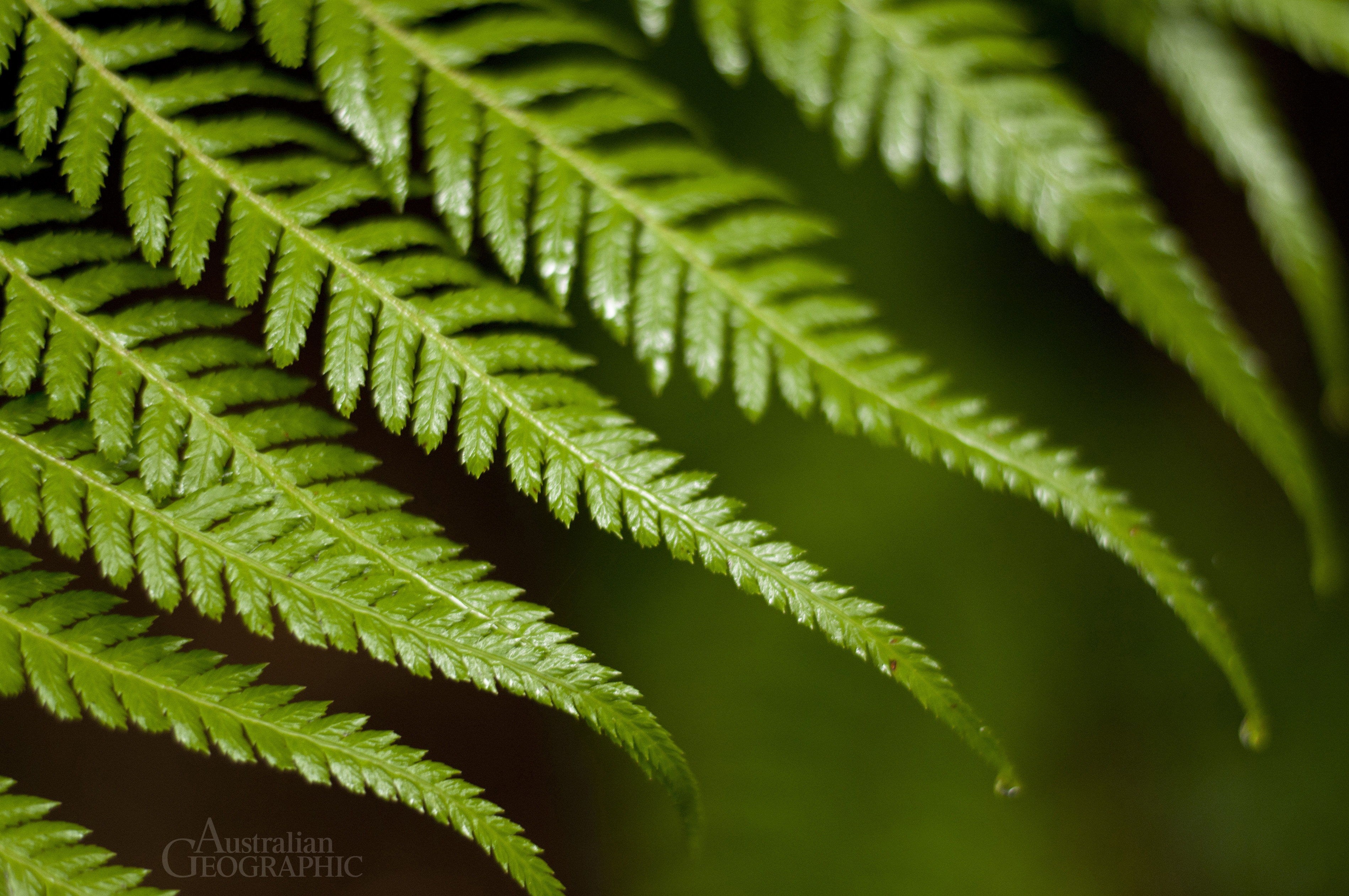 Ferns Otway Forest Park Australian Geographic Ferns Otway Forest Park Australian Geographic