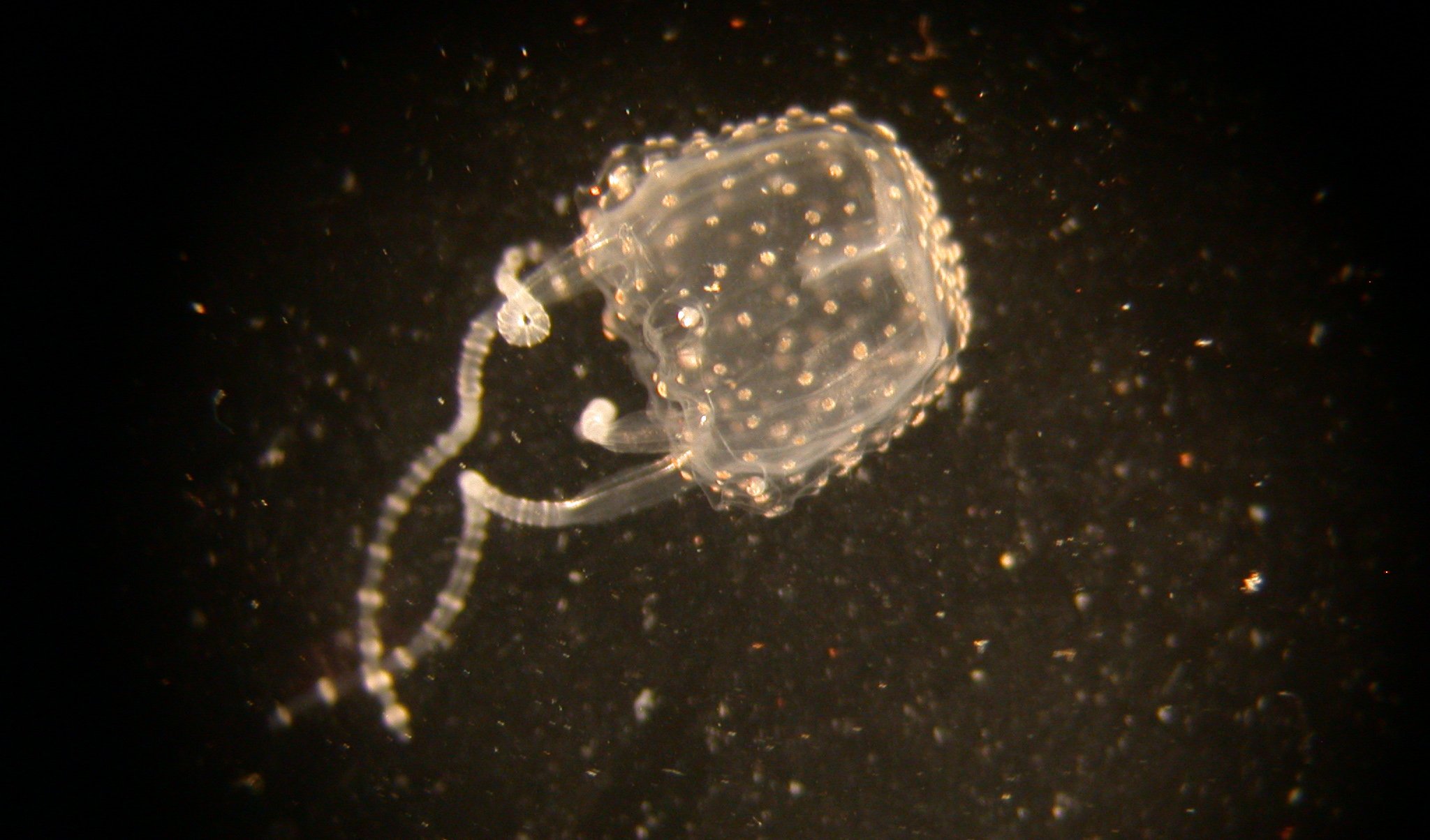 deadly australian jellyfish deadly australian jellyfish