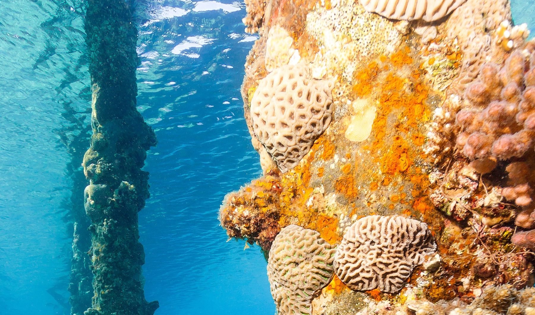 What goes on beneath Australia's iconic jetties? Australian Geographic