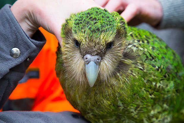 Flightless parrot clearance