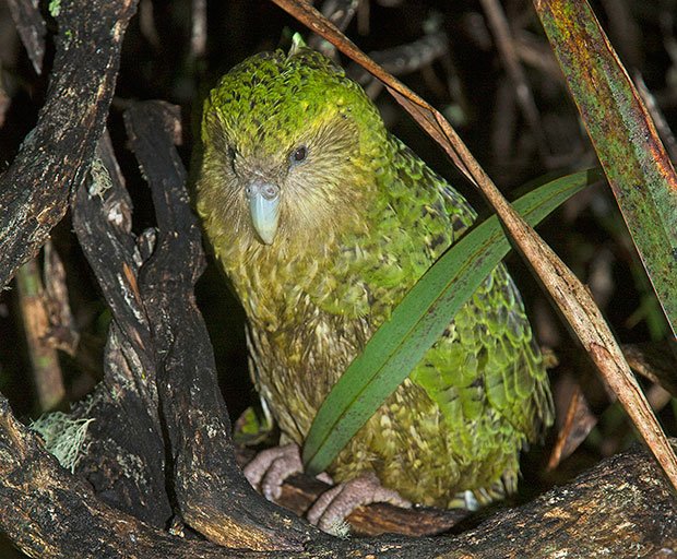 21+ Kakapo Bird Pet Gif