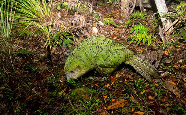 Gallery: The weird parrot Kakapo - Australian Geographic