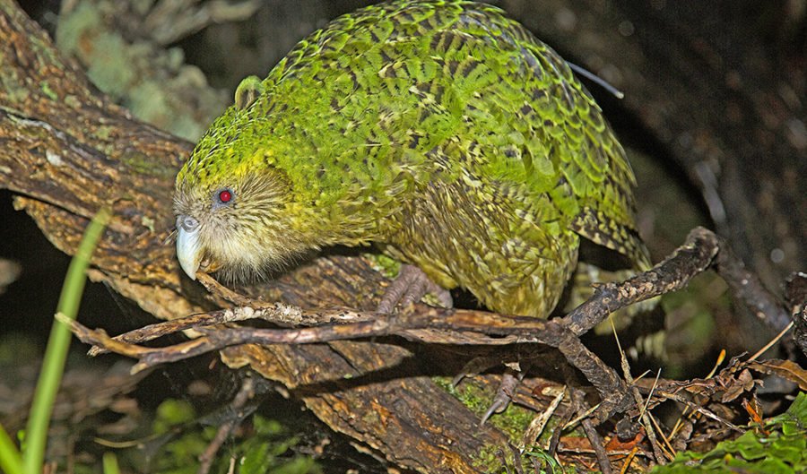 The Kakapo: Not ready for extinction - Australian Geographic
