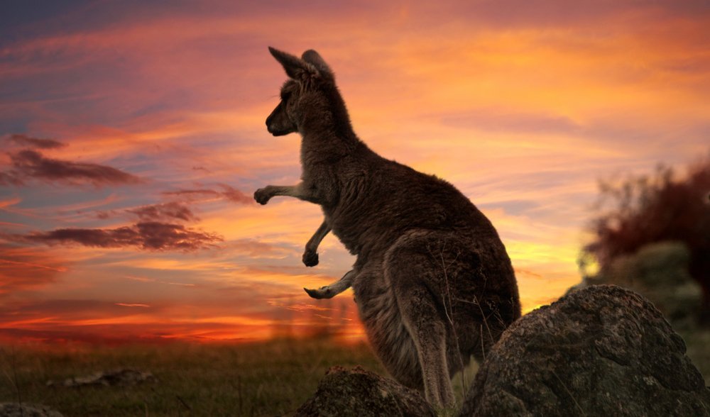 Are kangaroos really endangered? - Australian Geographic