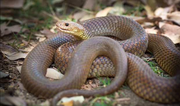 Australian man 'spooked' by massive snake waiting in bathroom