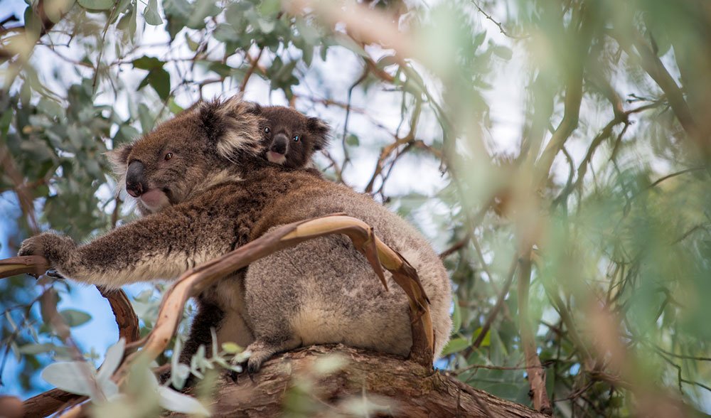 Koalas are endangered now, and climate change is a big reason why