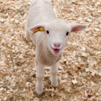 Speed of a lamb's bleat linked to survival - Australian Geographic