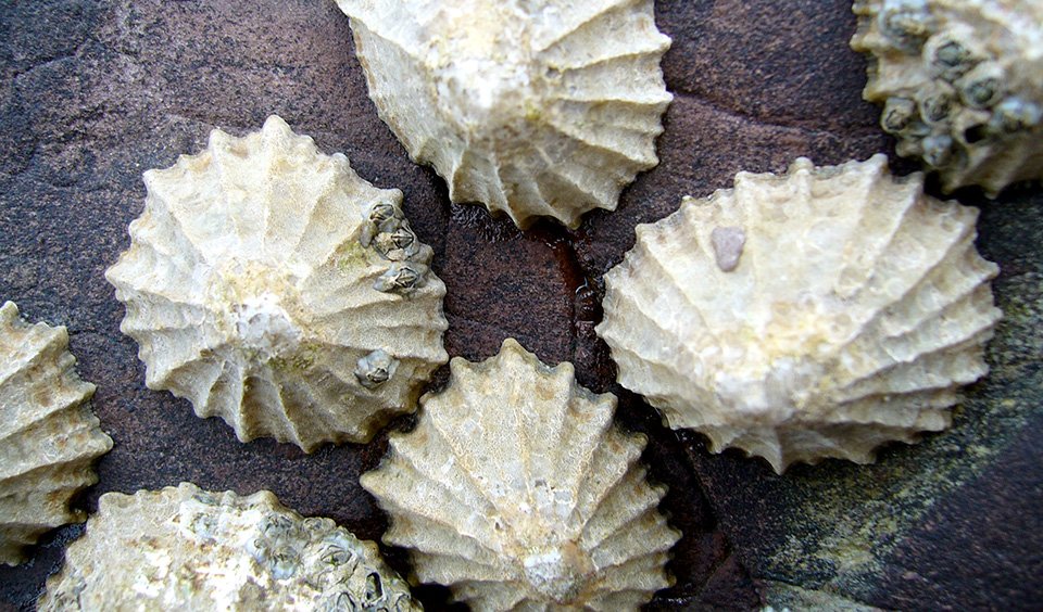Sea snail shell the world's strongest material - Australian Geographic