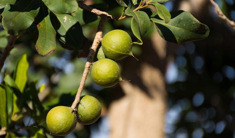 Macadamia nut history Australia