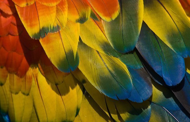 Surface Covered With Yellow Feathers As A Background Texture