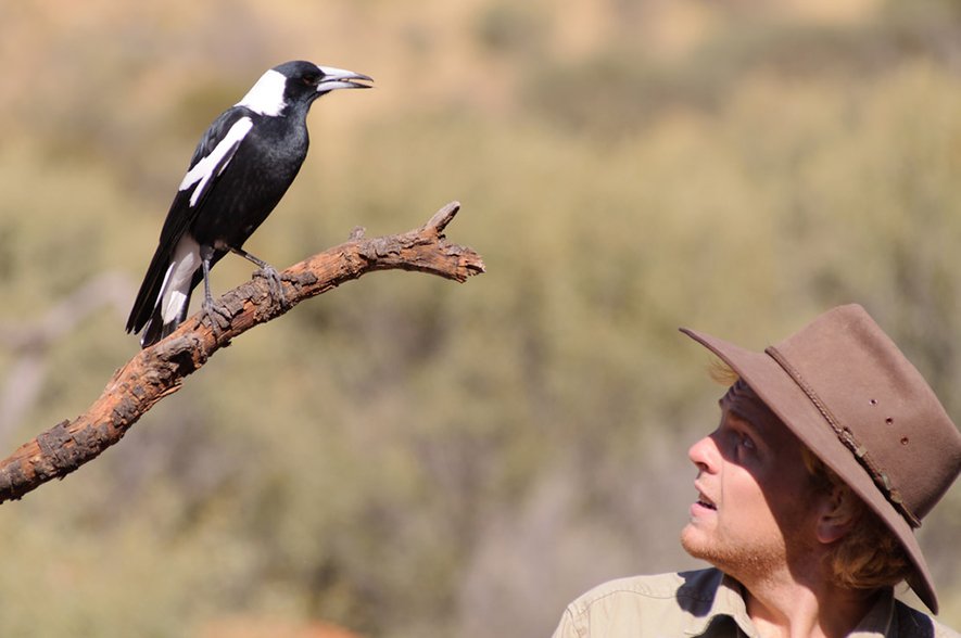 Black-and-white magpie swooping season is here - Australian Geographic