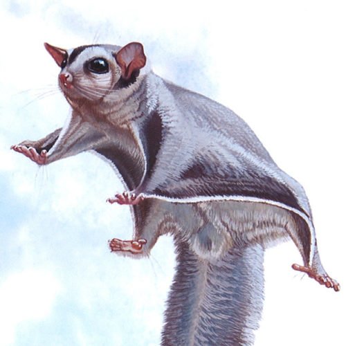 Gallery Gliding mammals in the world Australian Geographic