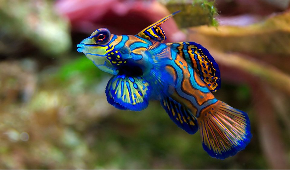 So very beautiful flying fish  Ocean creatures, Pretty fish, Sea
