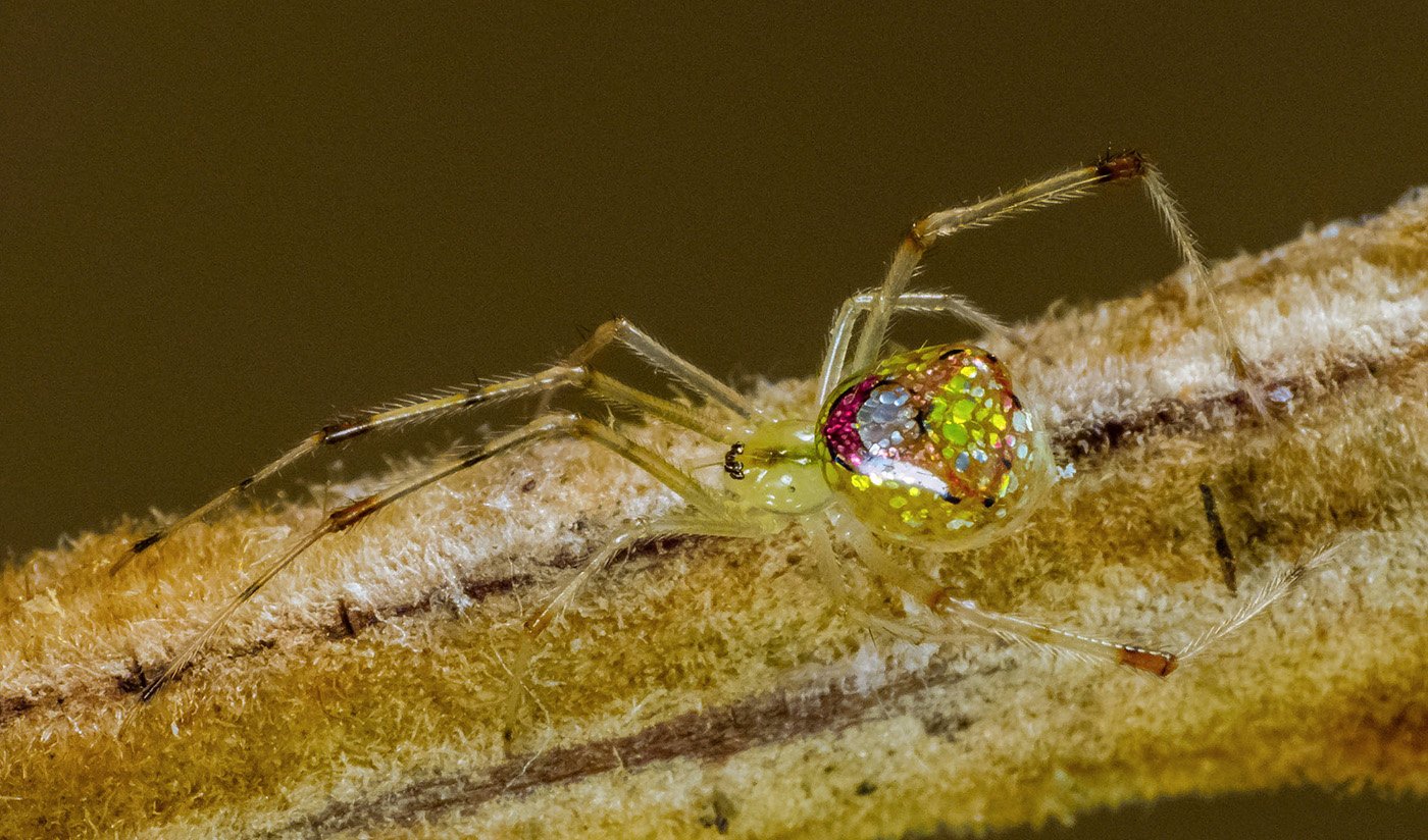 Sequined Spider