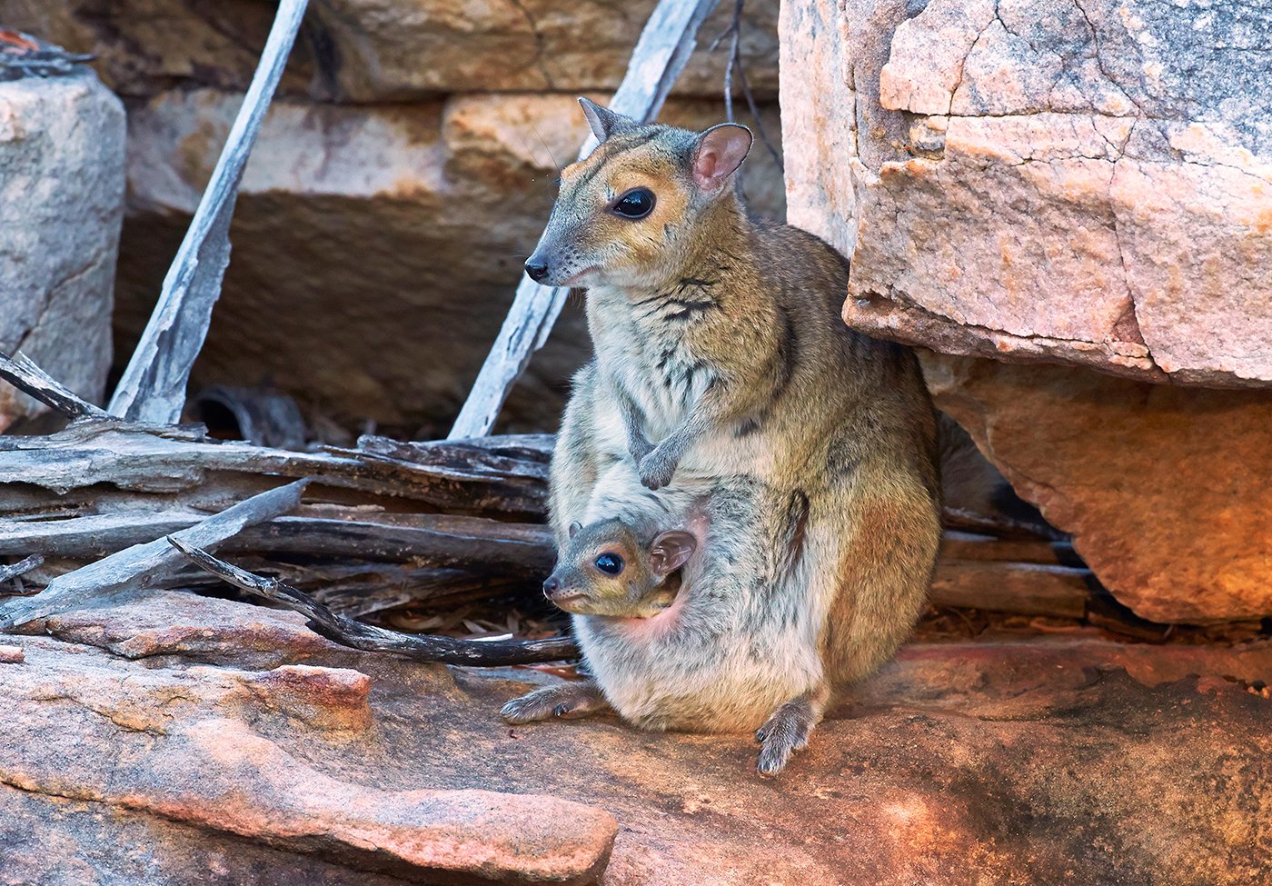 Meet the tiniest rock-wallaby on Earth - Australian Geographic